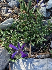 Penstemon heterodoxus heterodoxus