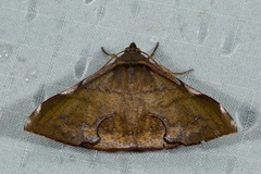 Fascellina