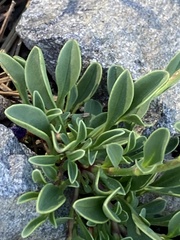 Penstemon heterodoxus heterodoxus