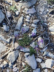 Penstemon heterodoxus heterodoxus