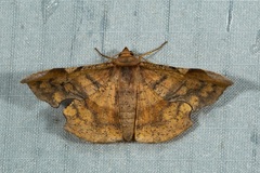 Fascellina