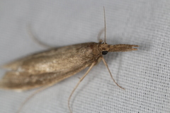 Donacaula unipunctellus