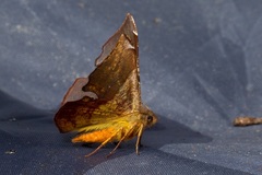 Fascellina
