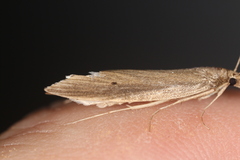 Donacaula unipunctellus