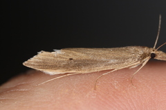 Donacaula unipunctellus