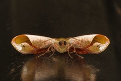 Fascellina clausaria