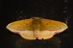 Fascellina clausaria