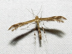 Dejongia lobidactylus