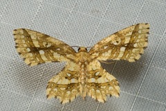 Fritillerinnys clathraria