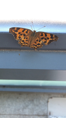 Polygonia c-aureum