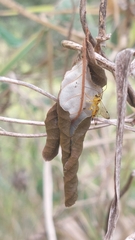 Xanthopimpla summervillei