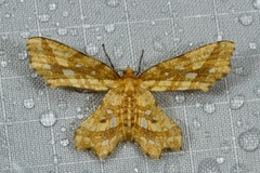 Fritillerinnys clathraria