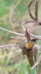 Xanthopimpla summervillei