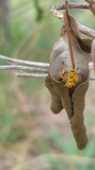 Xanthopimpla summervillei