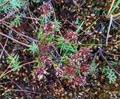 Rhododendron tomentosum