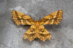 Fritillerinnys clathraria