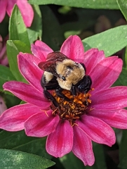 Bombus griseocollis