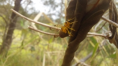 Xanthopimpla summervillei