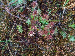 Rhododendron tomentosum