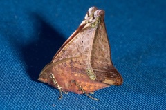 Garaeus conspicienda
