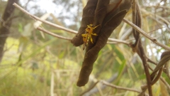 Xanthopimpla summervillei