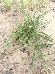 Asclepias involucrata