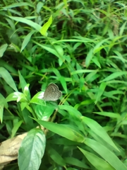 Pseudozizeeria maha okinawana