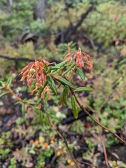 Rhododendron tomentosum