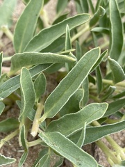 Asclepias involucrata