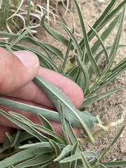 Asclepias involucrata