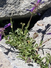 Penstemon heterodoxus heterodoxus