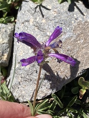 Penstemon heterodoxus heterodoxus