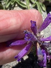Penstemon heterodoxus heterodoxus