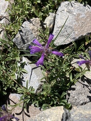 Penstemon heterodoxus heterodoxus