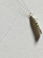 Nectopsyche exquisita