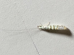 Nectopsyche exquisita