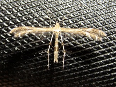 Dejongia lobidactylus