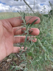 Chenopodium leptophyllum