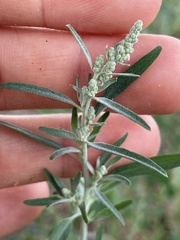 Chenopodium leptophyllum