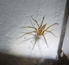 Agelenopsis