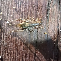 Hapithus saltator