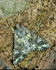 Mamestra configurata