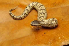 Ovophis convictus