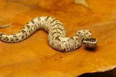 Ovophis convictus