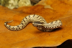 Ovophis convictus