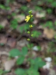 Agrimonia microcarpa