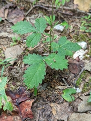 Agrimonia microcarpa
