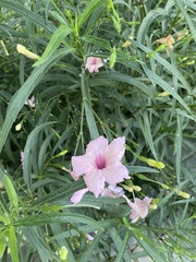 Ruellia simplex