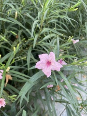 Ruellia simplex