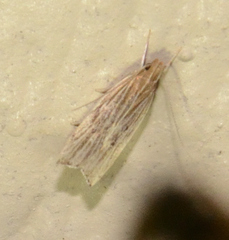 Helcystogramma hystricella